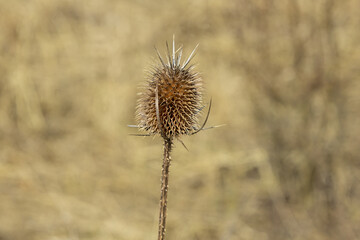 de-focused snapshot on one dry thistle flower.Natural monochrome background with C&aacute;rduus flower