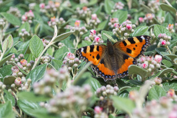 Aglais urticae