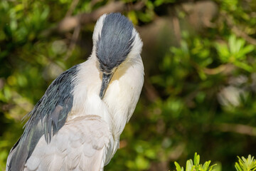 Close up shot of Black-crowned Night Heron