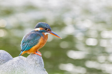 Close up shot of Common kingfisher