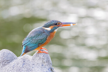 Close up shot of Common kingfisher