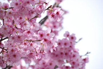 春の満開に咲く桜