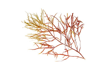Red and green seaweed branch isolated transparent png.Rhodophyta algae