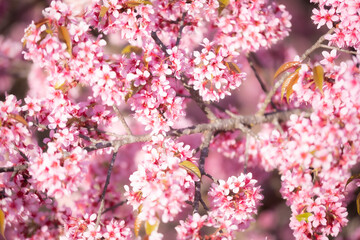 Cherry blossom in spring