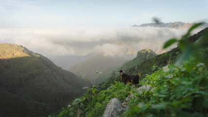 Fototapeta na wymiar Goats in the mountains of Anaga Rural Park, near Taborno, Tenerife, Spain. 