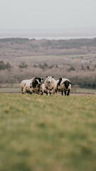 Sheep grazing in a field