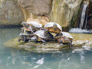 Close up shot of many turtles stack up