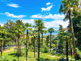 Fototapeta premium Tall palm trees in old town of Lovran in Kvarner gulf of Adriatic sea in Croatia