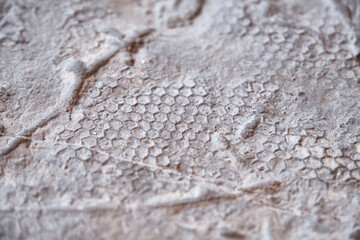 The graphoglyptid trace fossil Paleodicyon