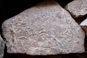 The graphoglyptid trace fossil Paleodicyon