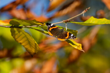 Red admiral butterfly (Vanessa Atalanta) perched on a green leaf in Zurich, Switzerland
