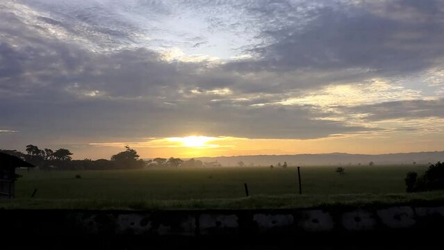 views of rice fields and the sun in the morning with cool weather