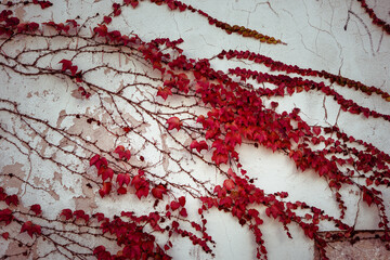 Red ivy background. A  white wall of colorful red ivy leaves.