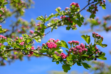 branch with blossom