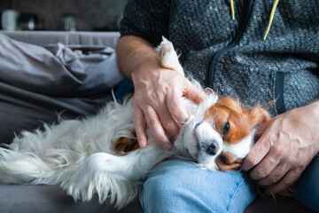 Cute little spaniel lying on male leg. Adult man stroking puppy, cropped photo. Cavalier King Charles Spaniel.