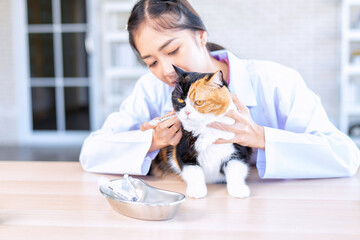 Veterinarian doctor prepare to inject vaccine to cat at clinic