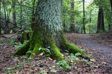 The roots of a tree rooted firmly in the ground. Tree trunk with the moss on the root.