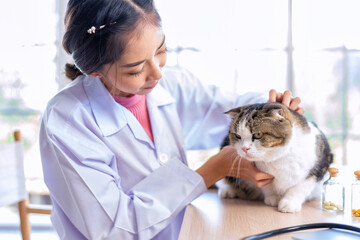 Veterinarian doctor online call show examining a cat checkup result and treatment at clinic