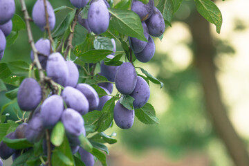 blue plum on the branch of a plum tree in the organic garden on a blurred background. Eco-friendly natural products, rich fruit harvest. Empty space for your text. Selective focus. Close up macro