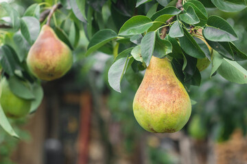 Pear tree, yellow pears on a tree in the organic garden. Eco-friendly products, rich fruit harvest. Empty Copy space for your text. Selective soft focus. Close up macro