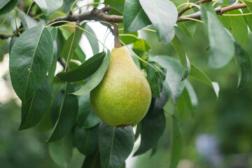 Ripe yellow pears on a tree in the organic garden on a blurred background of greenery. Eco-friendly natural products, fruit harvest, soft focus. Close up macro