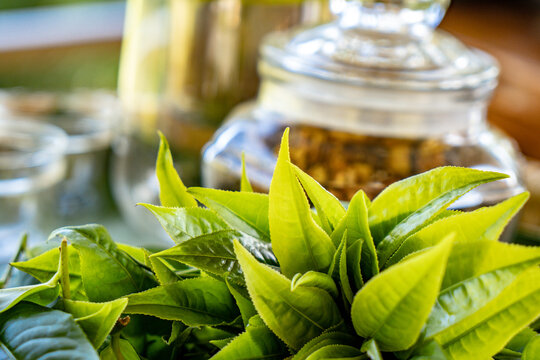 Teeernte Bilder Durchsuchen 62,891 Archivfotos, und