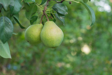 Pear tree. Ripe yellow pears on a tree in the organic garden on a blurred background of greenery. Eco-friendly natural products, rich fruit harvest. Empty Copy space for your text. Close up macro