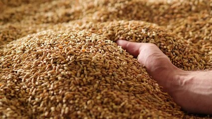 Human hand picking bread grain Slow motion