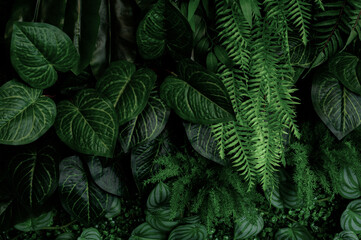 Naklejka na ściany i meble Group background of dark green tropical leaves ( monstera, palm, coconut leaf, fern, palm leaf,bananaleaf) Panorama background. concept of natu 