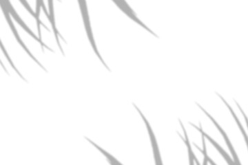 Natural shadow overlay effect on white texture background, for overlay on product presentation, backdrop and mockup