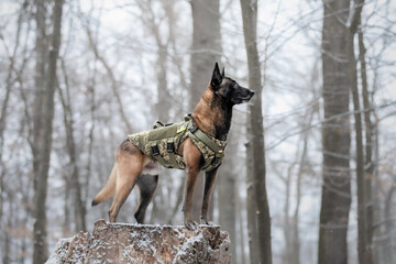 Dog armor. Dog in a bulletproof vest. Belgian Shepherd Malinois portrait outdoor.  Working dog....