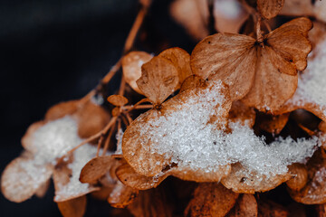 snow on dried petals