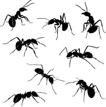 ant, insect, crawling, black, vector, drawing, silhouette, eyes, design, symbol, picture, isolated, illustration, large, abdomen, paws, nature, realism  