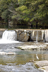 川辺で戯れるサギとカモ