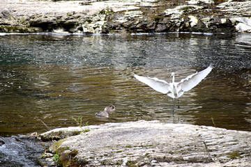 Fototapeta premium 川辺で戯れるサギとカモ
