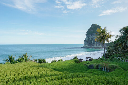 View of Pacitan's Pangasan beach, East Java, with a backdrop of green rice fields facing directly to the beach and there are iconic big rocks