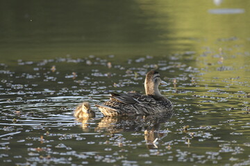 duck and duckling on lake