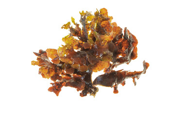 Red seaweed with leafy curly blades branch isolated transparent png © photohampster