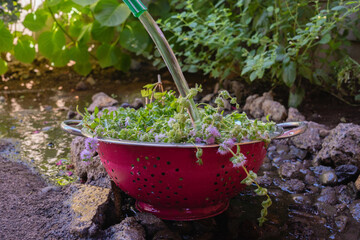 Washing pennyroyal herb in a red metalic strainer