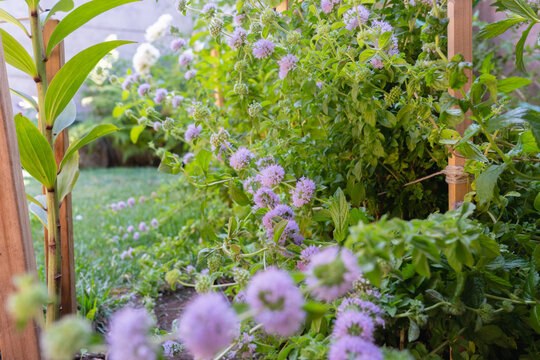 Pennyroyal herb in a garden