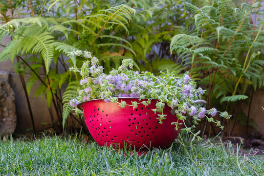 Pennyroyal herb in a red metalic strainer