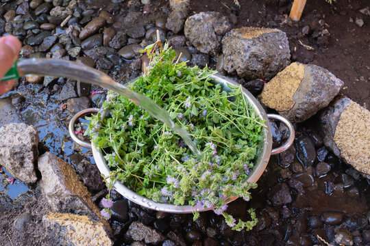 Washing pennyroyal herb in a red metalic trainer