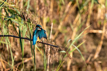 Common kingfisher perched on a branch whilst preening. At Lakenheath Fen nature reserve in Suffolk, UK