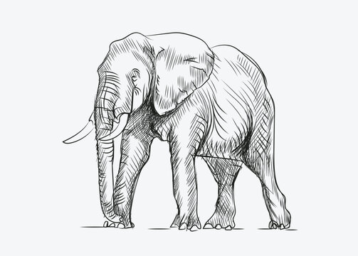 Hand Drawn sketch of Elephant vector illustration on white background