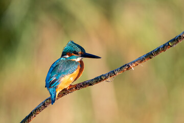 Close up shot of female common kingfisher perched on a branch in the sun at Lakenheath Fen nature reserve in Suffolk, UK