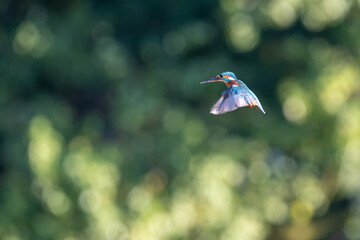 Female common kingfisher hovering/flying over water, against a green background. At Lakenheath Fen nature reserve in Suffolk, UK