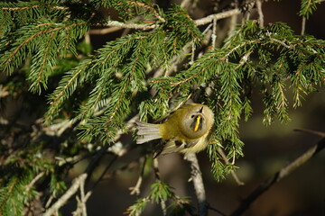 goldcrest (Regulus regulus) searching for small insects on fir tree