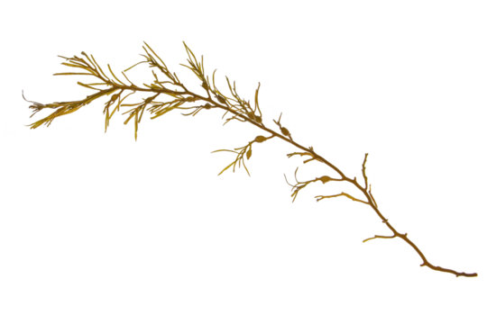 Ascophyllum nodosum brown seaweed or egg wrack algae branch isolated transparent png