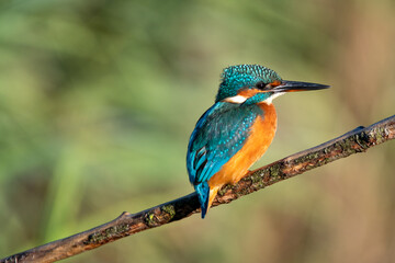 Female common kingfisher perched on a branch against a green flora background. At Lakenheath Fen nature reserve in Suffolk, UK