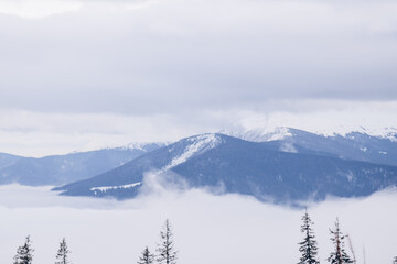 Obraz premium Dragobrat, Ukraine mountain landscape with fog and fir trees
